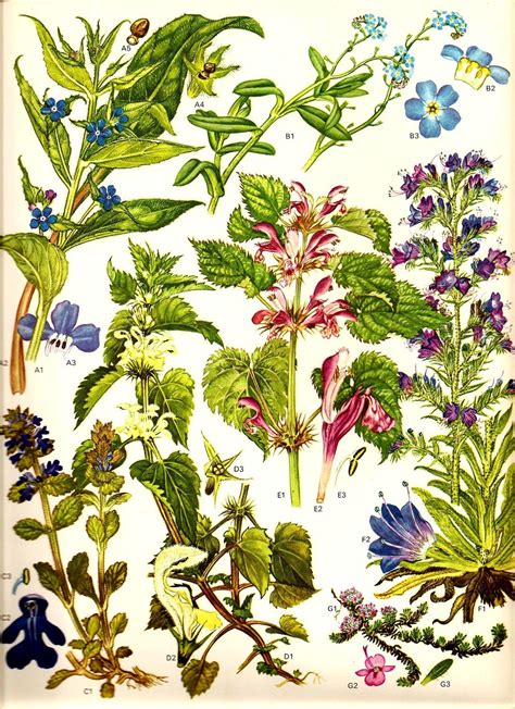 Vintage 1970 Color Art Print Wild Flowers Original Book Plate Etsy