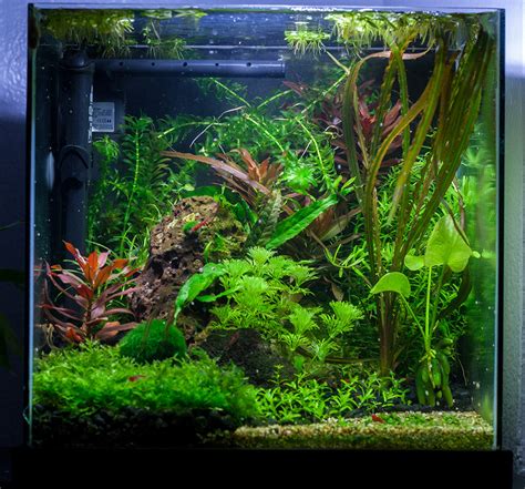 This is something that you carefully want to plan out ahead of time. Dirted Desk Cube - 4g uber pic heavy - The Planted Tank ...
