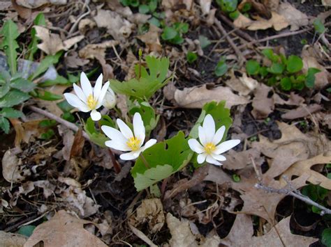 Yes I Talk To Plants Plant Of The Week Bloodroot