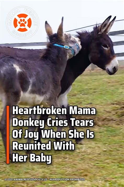Crying like a donkey and, right inside, howling like a hound. Heartbroken Mama Donkey Cries Tears Of Joy When She Is ...