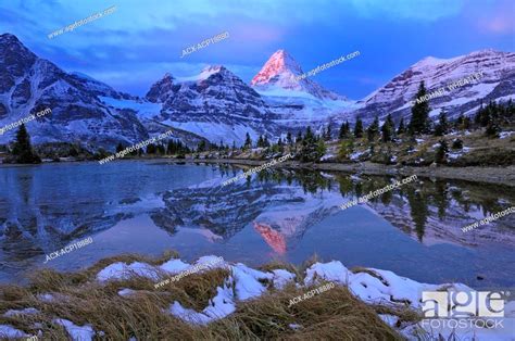 Mount Assiniboine Reflected In Pond At Dawn Mount Assiniboine