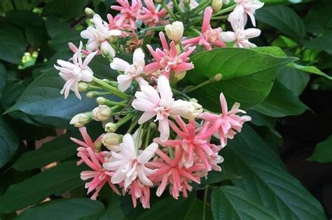 Nama latin / ilmiah bunga alamanda adalah allamanda cathartica l. Wow 14+ Bunga Melati Nama Ilmiah - Gambar Bunga HD