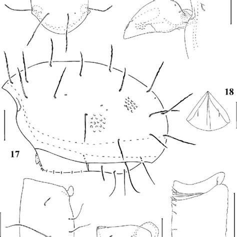 notophthiracarus caulis sp nov holotype 15 prodorsum dorsal download scientific diagram