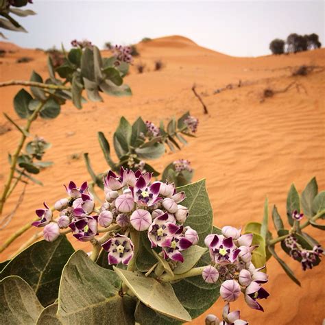 Desert Flowering Plants In Uae Best Flower Site