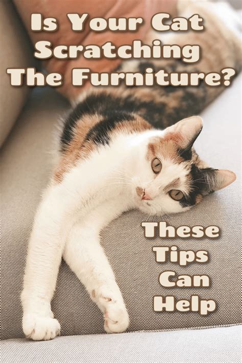 Scratching as mentioned earlier is. Help! My Cat is Scratching the Furniture (Guest Post) | Me ...