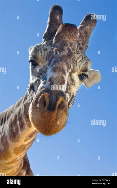 Giraffe Von Unten Stockfotos Und Bilder Kaufen Alamy