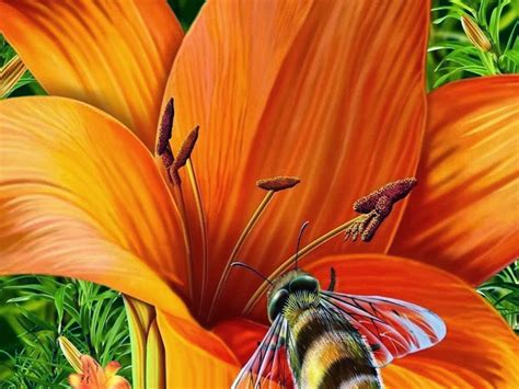 Beautiful Orange Flower Beautiful Desktop Wallpapers 2014