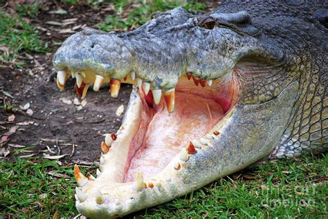 Close Up Of A Crocodile With Mouth Open Photograph By Roy Jacob Pixels
