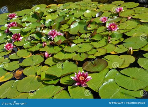 The Blossoming Pink Water Lilies Nymphaea L Background Stock Image