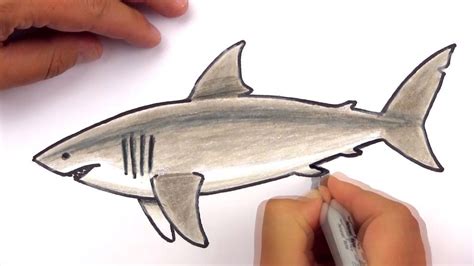How To Draw A Realistic Great White Shark Art Club Members Shark Art Great White Shark
