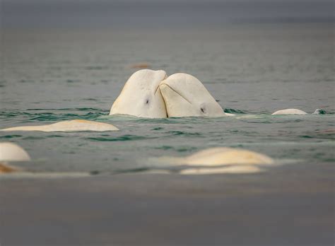 9 Beluga Whale Facts