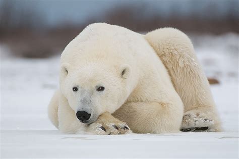 Eye To Eye With A Polar Bear Sean Crane Photography