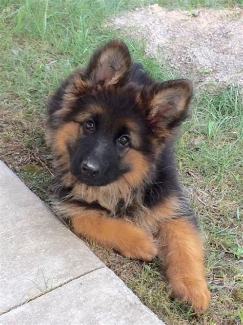 How Much Are German Shepherd Puppies For Sale