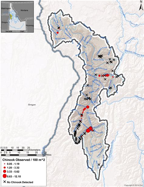 Map Displaying The Density And Distribution Of Chinook Salmon In The