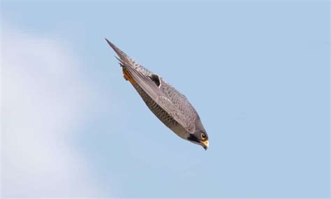 Biologists have clocked it diving at speeds of the peregrine falcon was removed from the endangered species list in 1999, thanks to efforts by the. Like Feathered Fighter Jets: Peregrine Falcons | The Kid Should See This