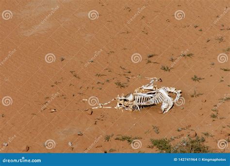 Camel Skeleton Bone Of Vertebrae Spine Bone On The Desert Sand In The