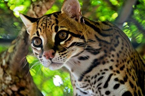 12 Adorables Photos à La Gloire De Locelot Amazon Rainforest Animals