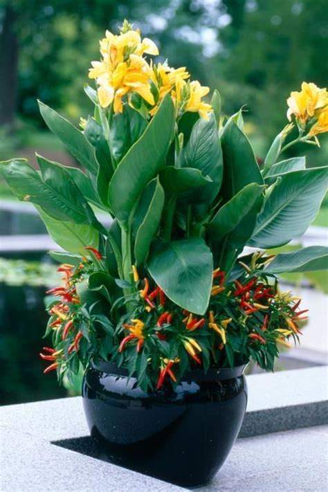 Canna An Amazing Tropical Plant For You Garden My Desired Home