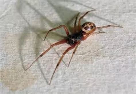 Warning Issued After Britains Most Venomous Spiders Invade
