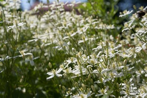 Small White Fragrant Flowers Of Clematis Erect Or Clematis Flammula In