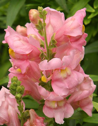 Groundhogs may also leave a clean cut. Snapdragons and lisianthus mooted as UK-grown cut flowers ...