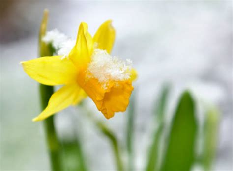 Daffodils In A Snow Stock Photos Pictures And Royalty Free Images Istock