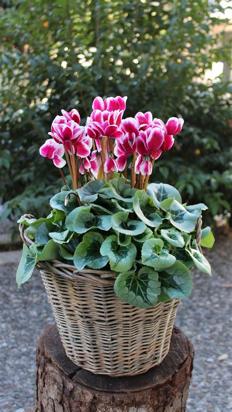 Double Color Cyclamen In Basket Potted Plants Outdoor Winter Plants