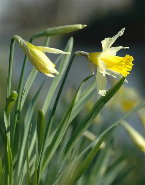 Buy Narcissus Pseudonarcissus Lobularis Wild Daffodil De Warande