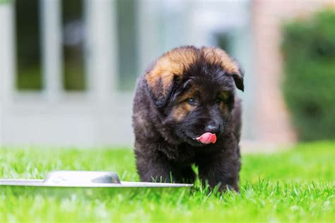 Foods that have about 30 percent protein and 9 percent fat, by dry matter basis, are considered ideal for most large breed puppies. 🦴 Best food for German Shepherd puppy in 2020 🦴 GoodPuppyFood
