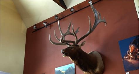 Former World Record Bull Elk Sells At Auction For 121000