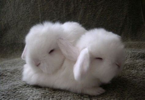 Fluffy White Bunny Rabbits ← Telixra~ Cute Animals Cute Baby