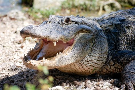 Gamtos rezervate lankytojus apstulbino laisvai vaikštantis milžiniškas aligatorius - DELFI Kelionės