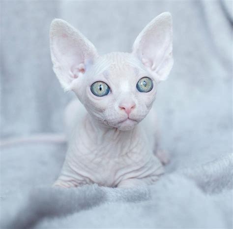 Top 10 Weirdest Cat Breeds Artofit