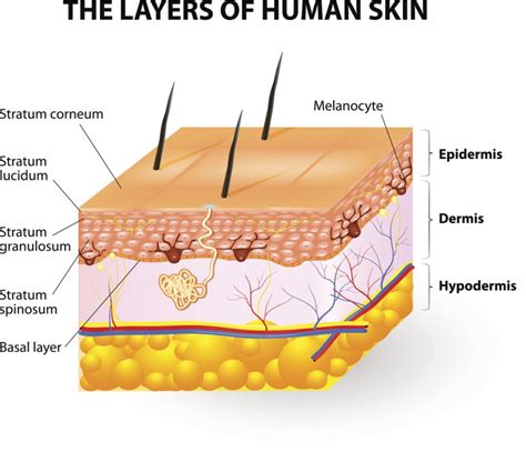 Common Skin Disorders Description Treatment And Prevention