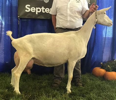 Senior Does - spinningspidercreamery's JimdoPage! | Dairy goats, Goats, Doe
