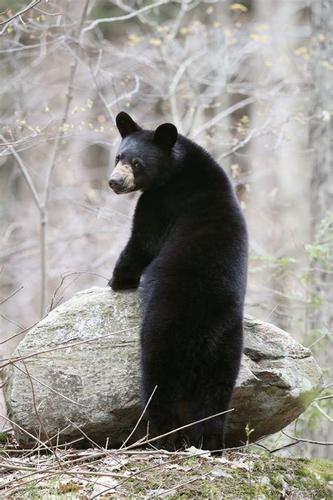 Wild Black Bear Yearling In Ontario Canada Smithsonian Photo