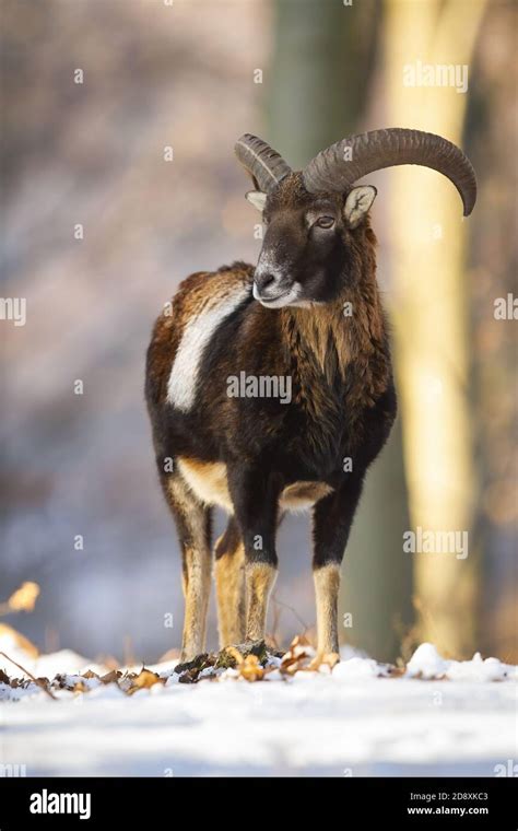 Mouflon Ram Standing Inside Forest In Sunny Winter Nature Stock Photo