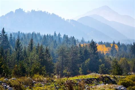 Panoramic Shot Of Mysterious Misty Pine Tree Forest With Yellow Spot