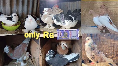 Fancy 🕊️ Pigeons For Sale Fancy Pigeons For Sale J Pigeons Loft
