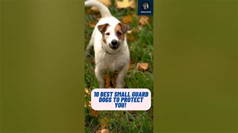 🐕 Ultimate Guide Top 10 Best Small Guard Dogs To Protect You Shorts