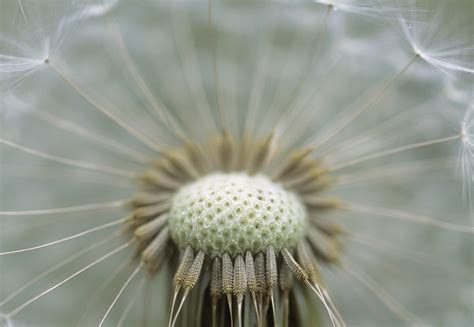Closeup Of Dandelion Seed Head Photograph By Darwin Wiggett Fine Art