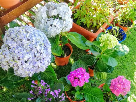Pilihan warnanya yang beraneka macam dan kecantikan kelopak bunganya selalu megundang decak kagum. Berkebun Di Rumah : Tips Penjagaan Pokok Bunga Hydrangea