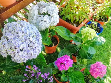 Bunga siti zubaidah atau dalam nama saintifik dikenali sebagai hydragea merupakan bunga perhiasan yang lembut tetapi mengandungi cecair bahaya dan beracun. Berkebun Di Rumah : Tips Penjagaan Pokok Bunga Hydrangea