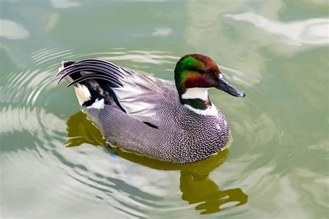 Falcated Duck Mareca Falcata Hawaii Bird Guide