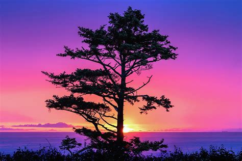 Tree Silhouette And Colorful Sunset Photograph By Mike Centioli Fine
