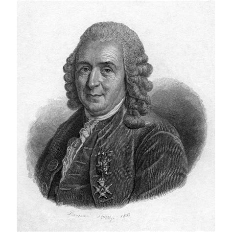 Carolus Linnaeus 1707 1778 Nswedish Botanist Steel Engraving