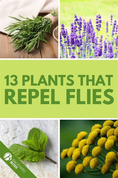 13 Plants That Repel Flies Plants That Repel Flies Plants Fly Repellant