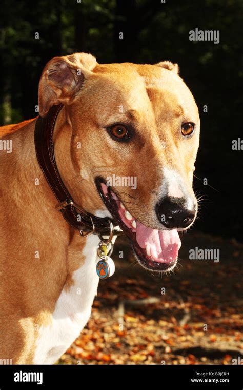 Dog Lurcher Cross Breed Stock Photo Alamy
