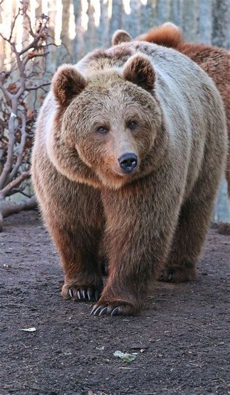 Pin By Pinner On ♔ Bears Polar Panda Grizzly Koala Black Brown