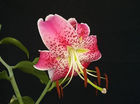 Lily Lilium Speciosum Var Speciosum Uchida In The Lilies Database